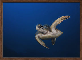 Green Turtle Poster