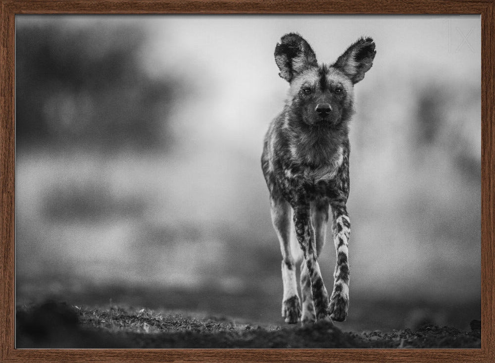 Monochrome Wild Dog Poster