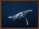 Humpback whale in blue Poster