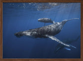 Humpback whale family's Poster