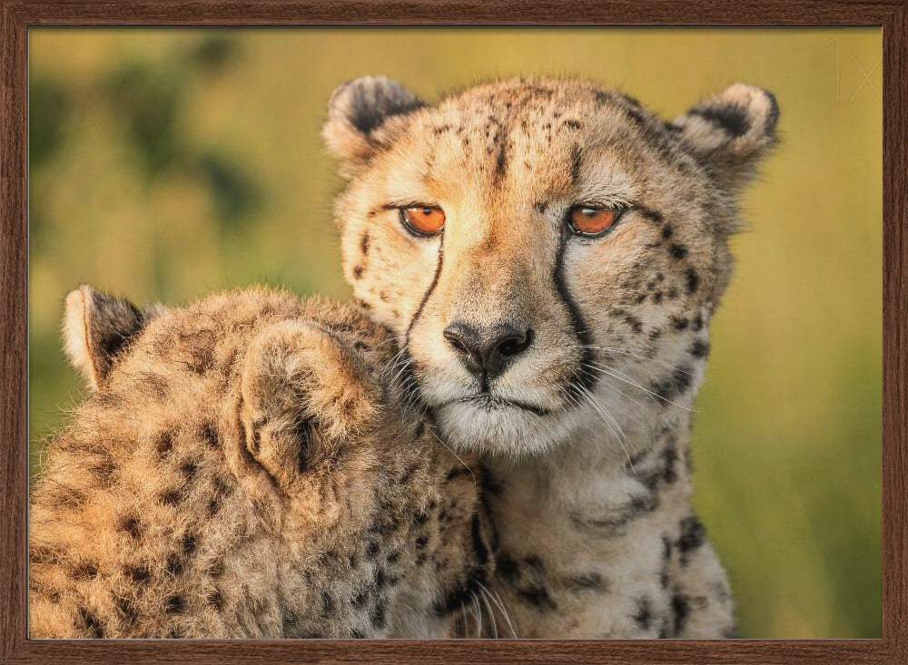 Cheetah eyes Poster