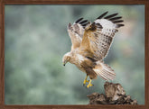 Buteo rufinus Poster