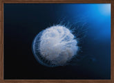 Jellyfish Poster