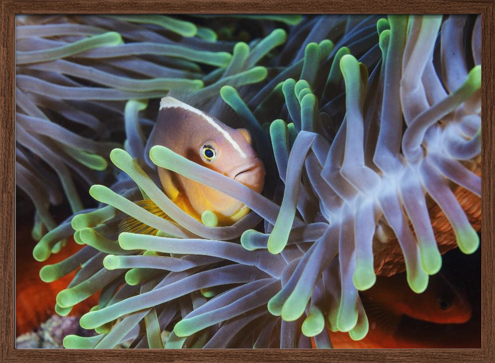 Clownfish Poster