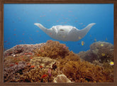 Natural aquarium Poster