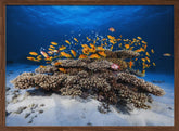 Marine Life Poster