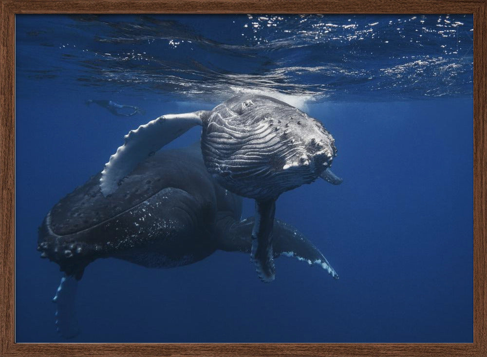 Humpback Whale family Poster