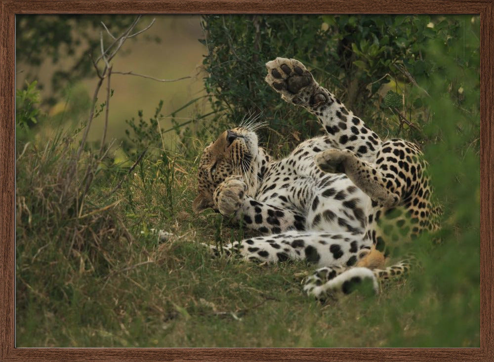 A leopard in Mara Triangle Poster