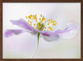 Wood Anemone Poster