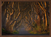 The Dark Hedges in the Morning Sunshine Poster