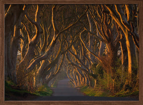 The Dark Hedges in the Morning Sunshine Poster