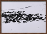 Grazing in Snow Poster