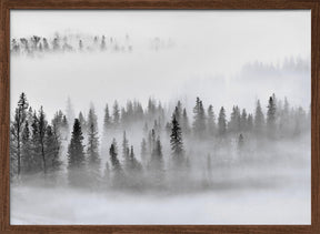 Foggy Forest Poster