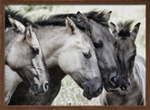 Four Konik Horses Poster