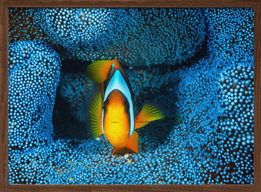 Clownfish in blue anémon Poster