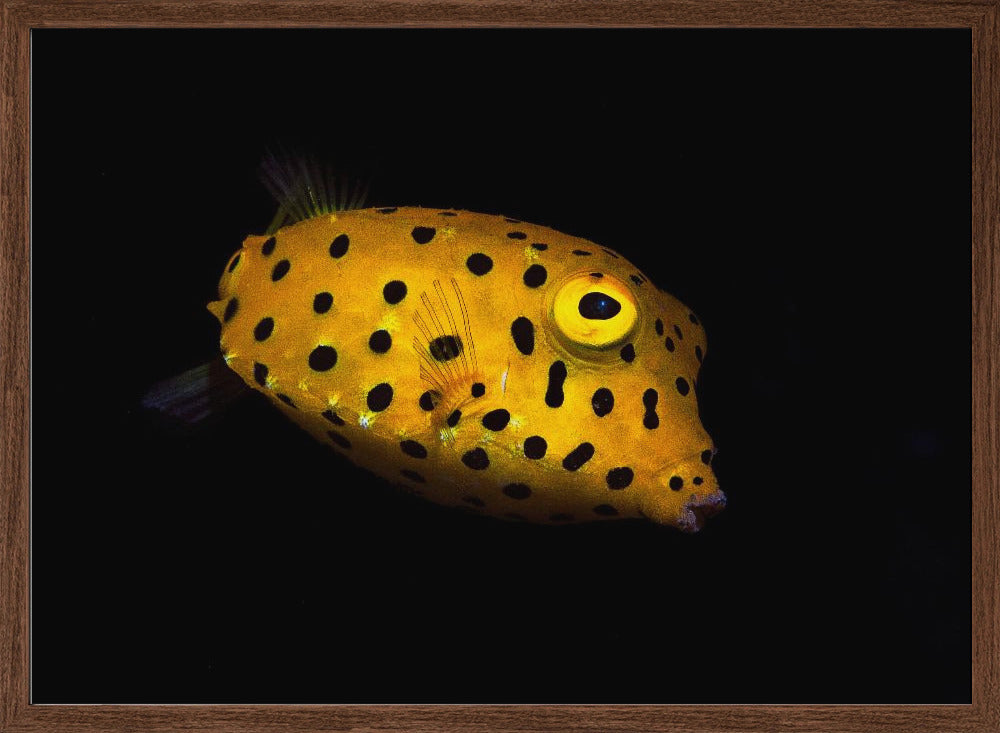 Yellow Boxfish Poster