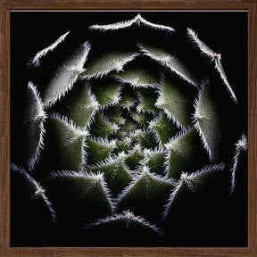 Sempervivum Rosette Poster