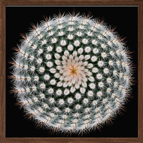 Notocactus scopa Poster