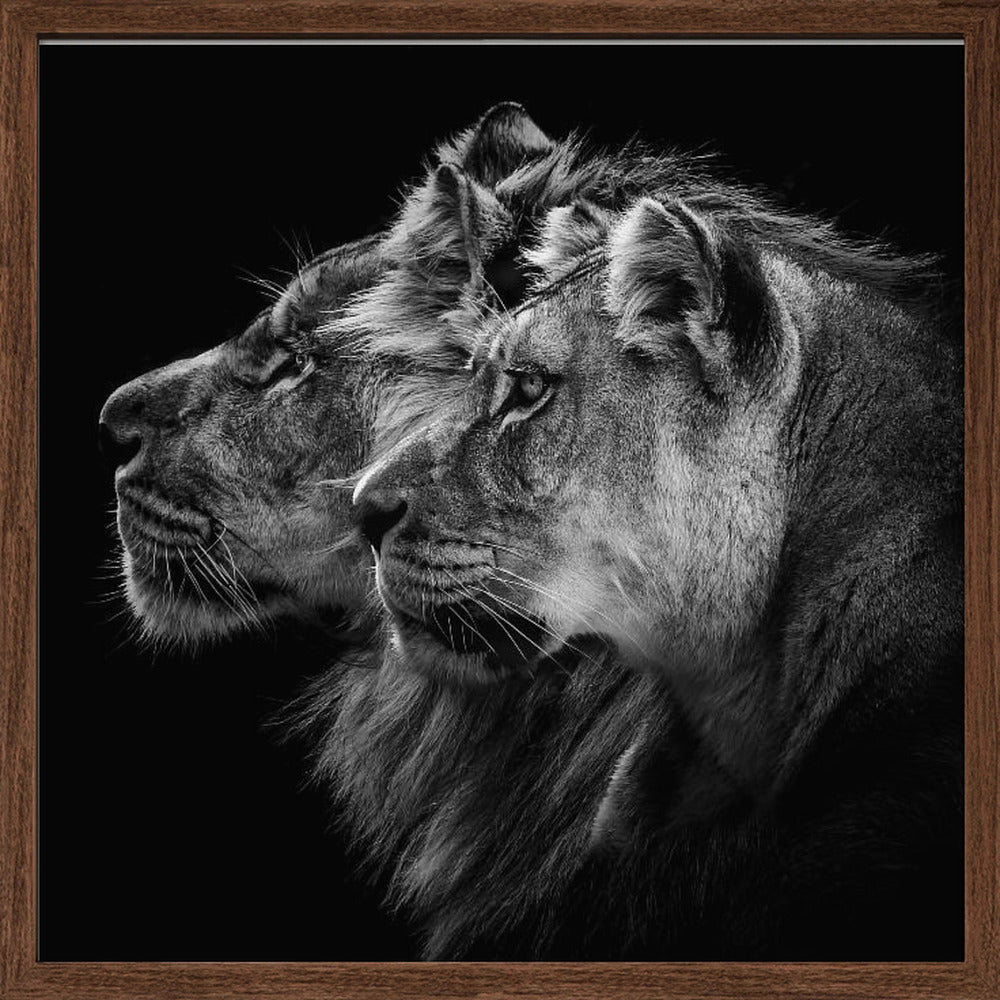 Lion and  lioness portrait Poster