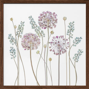 Allium Poster