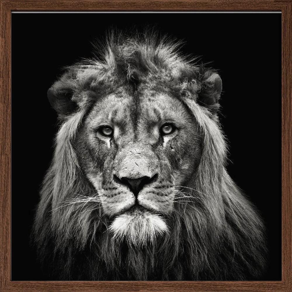 Young Male Lion Poster