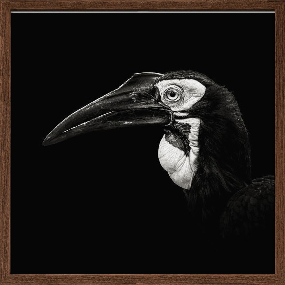 Southern Ground Hornbill Poster