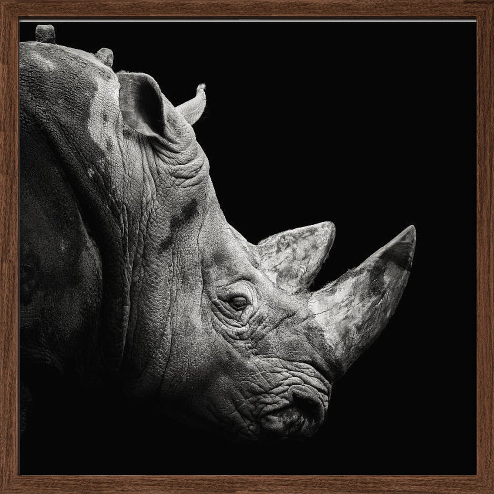 Rhino Poster