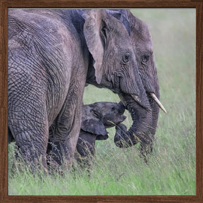 Elephant Family Poster