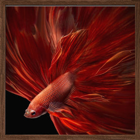 Red Fire Bettafish Poster