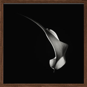 Hummingbird Abstraction (Calla Lily #3) Poster