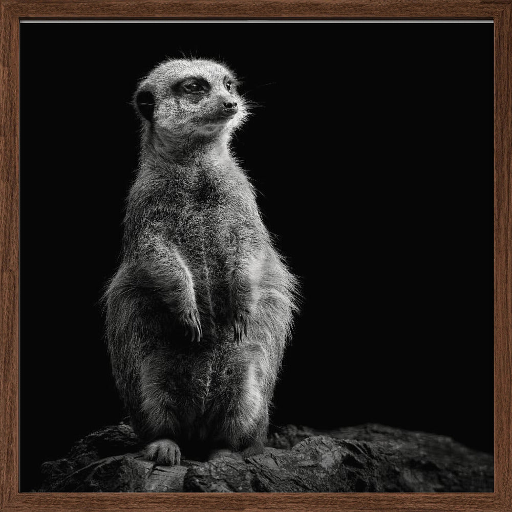 Meerkat Poster