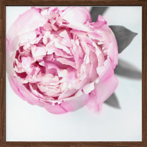 Pink peony III Poster