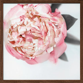 Blush peony III Poster