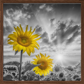 Focus on two sunflowers Poster