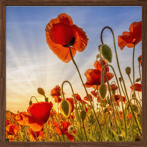 Fascinating poppies Poster