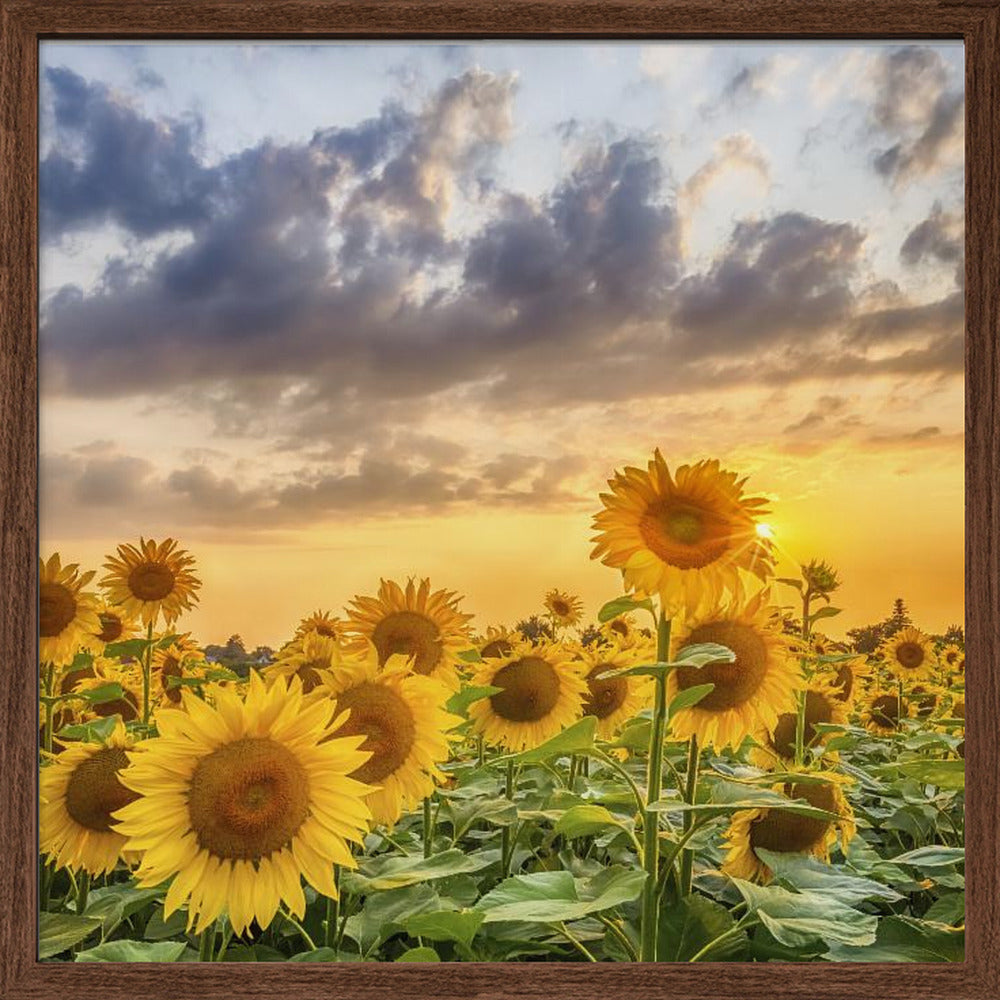 Sunflowers in the evening Poster