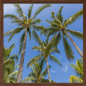 Lovely Palm Trees Poster