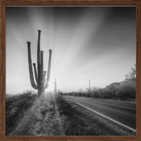 SAGUARO NATIONAL PARK Setting Sun | Monochrome Poster