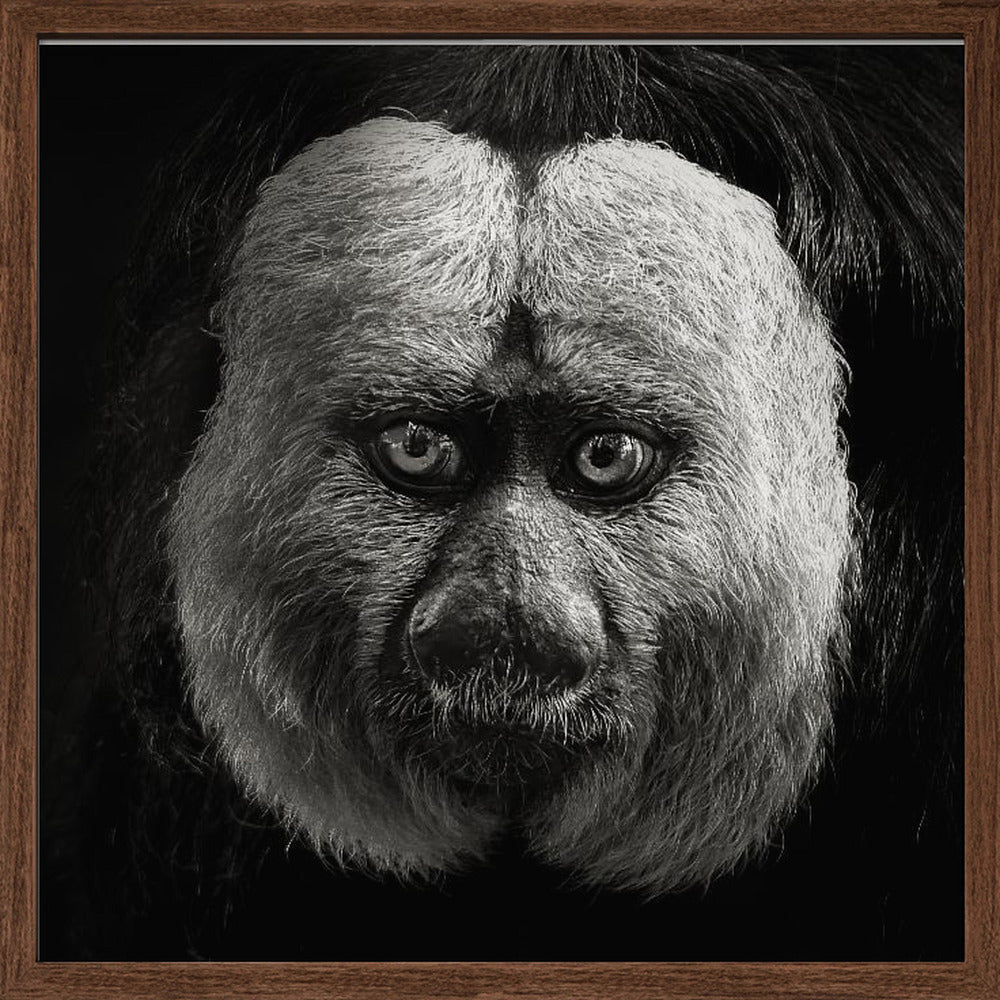 White-Faced Saki Poster