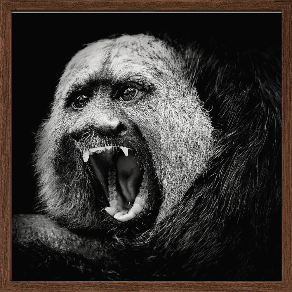 White-Faced Saki #2 Poster