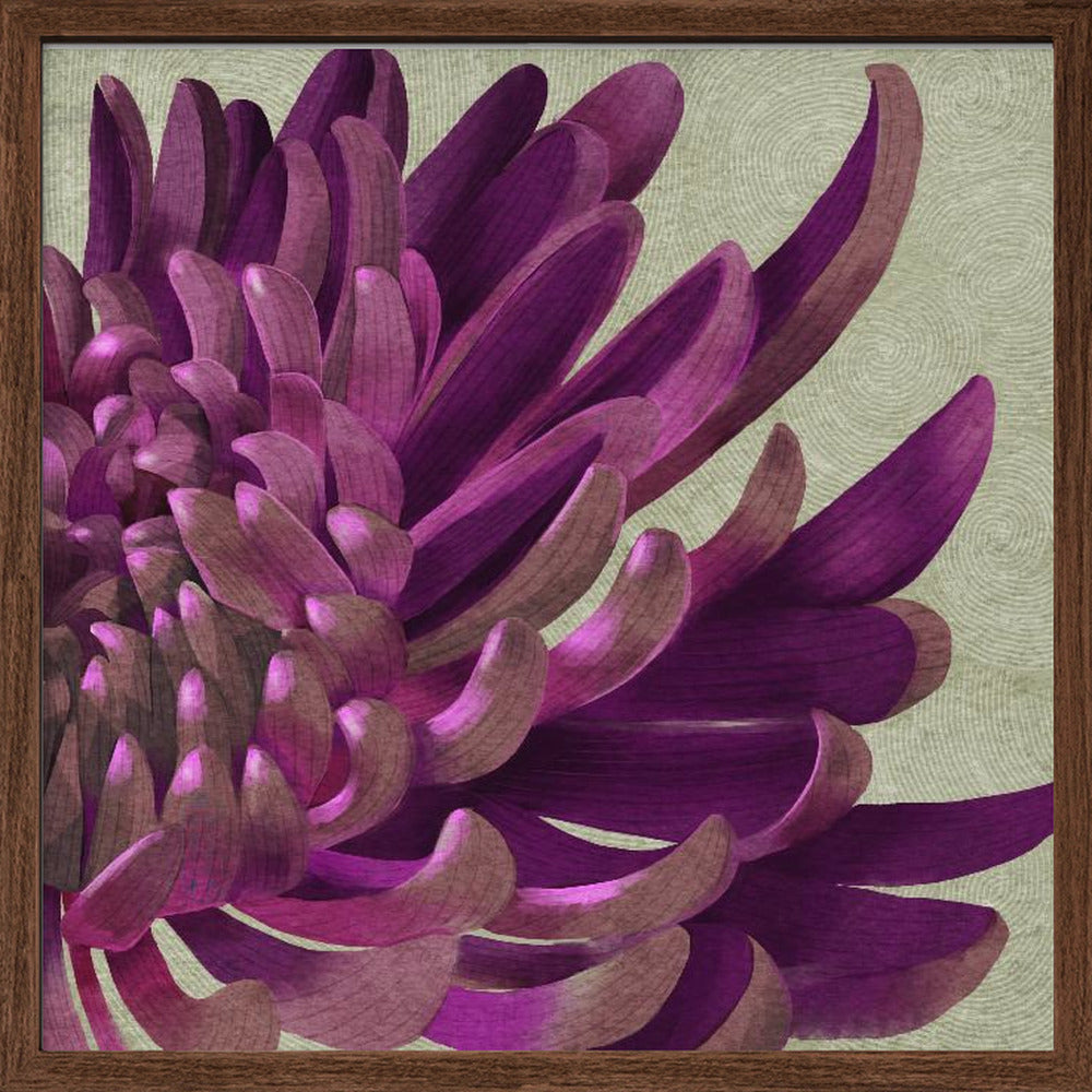 Chrysanthemum Purple Poster