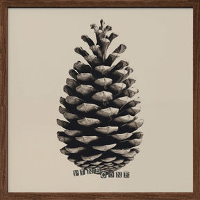 Pine Cone Poster