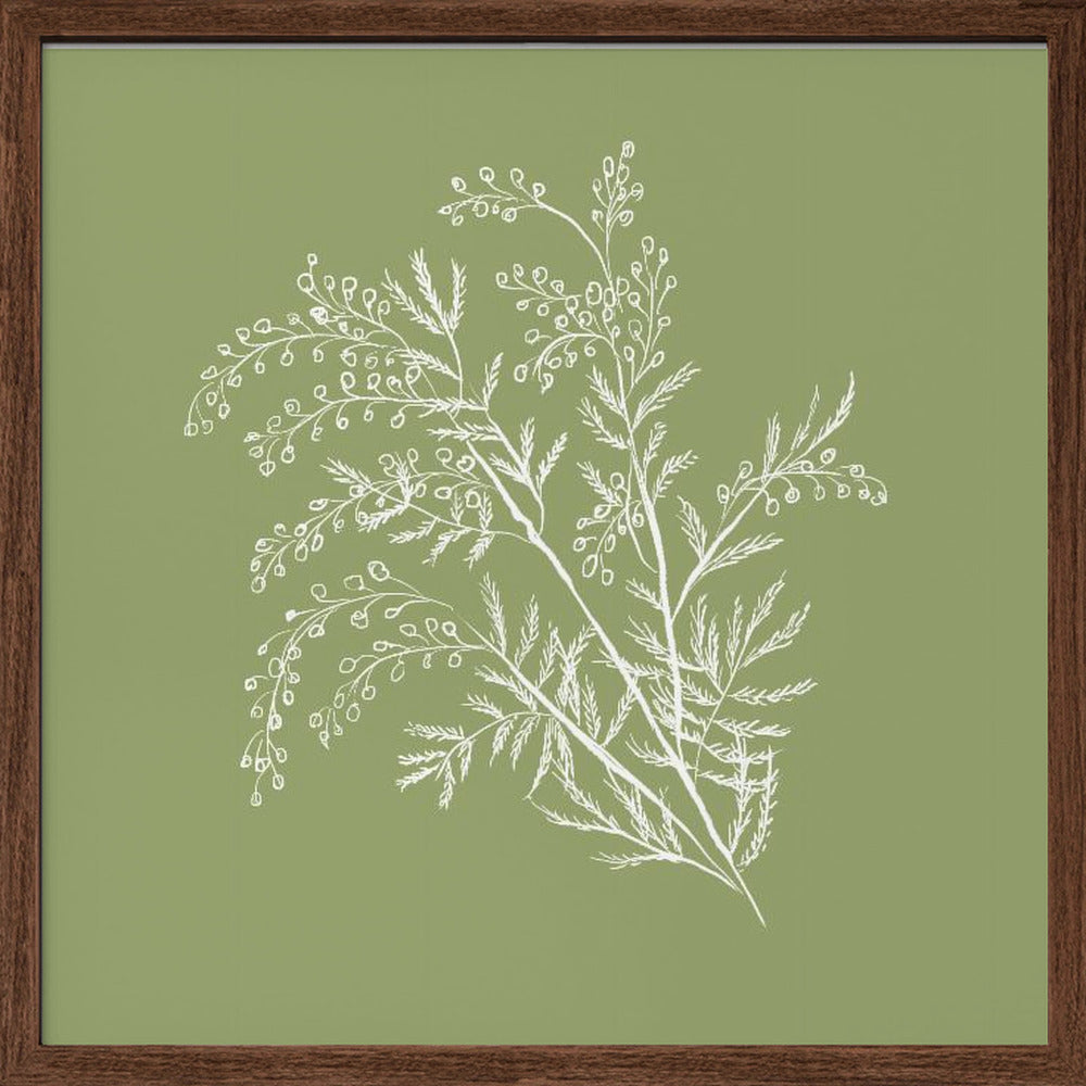 Acacia Botanical Branch Poster