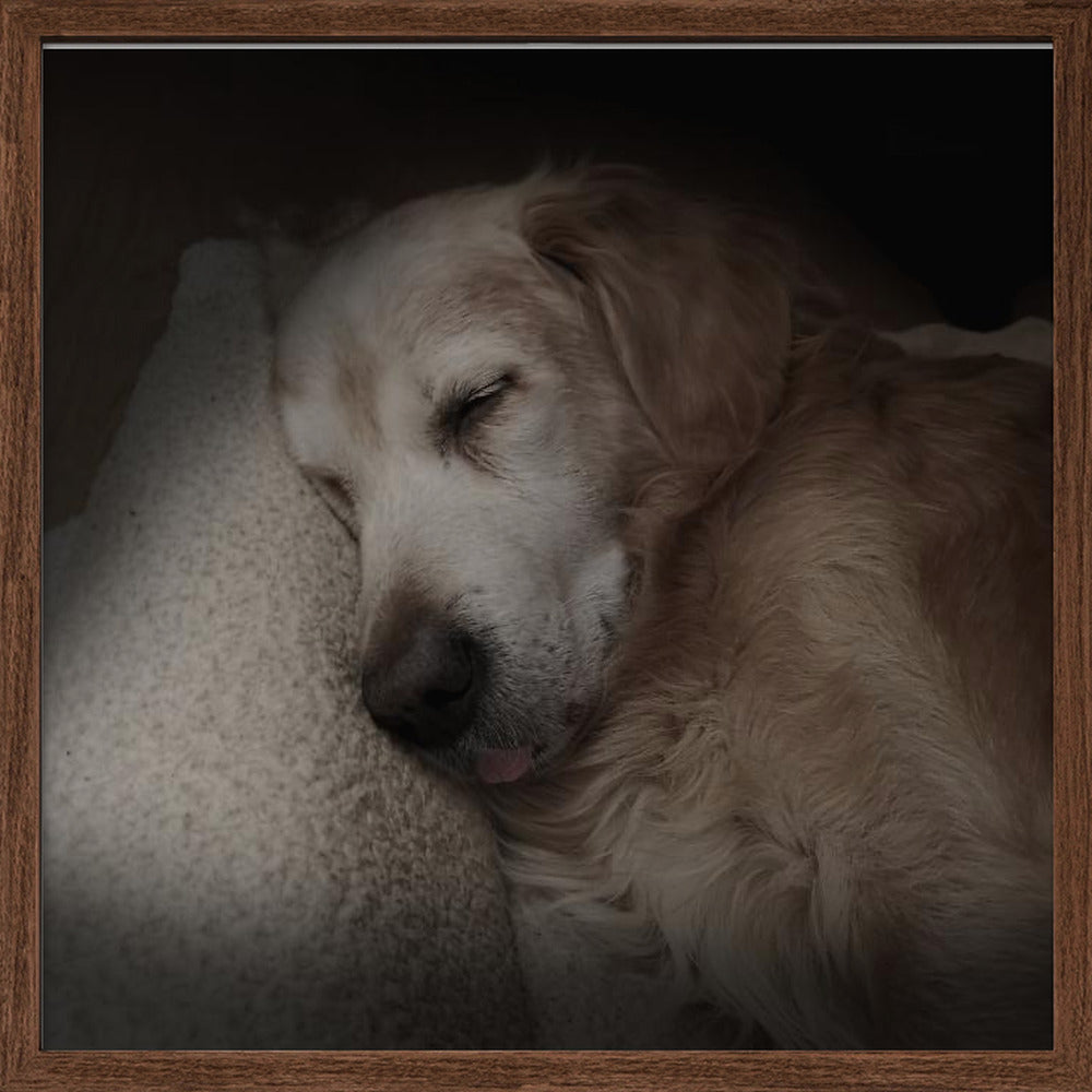 Sleeping Golden Poster