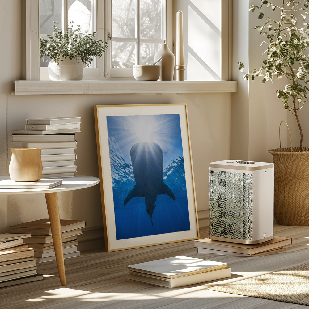 Whale shark and sun Poster