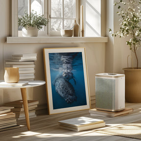 Humpback whale and calf Poster