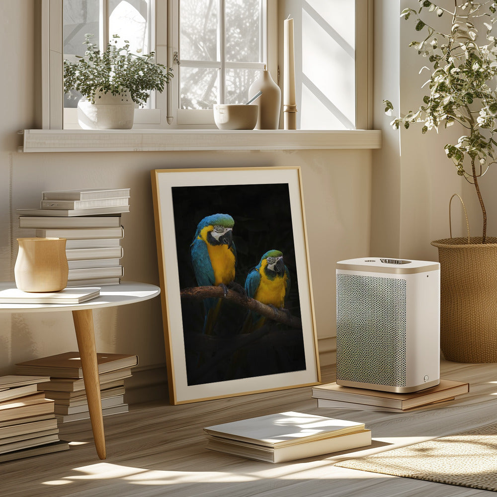 Macaw Parrots Poster