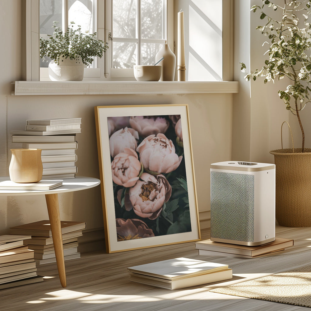 Coral Peonies Poster