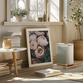 Coral Peonies Poster