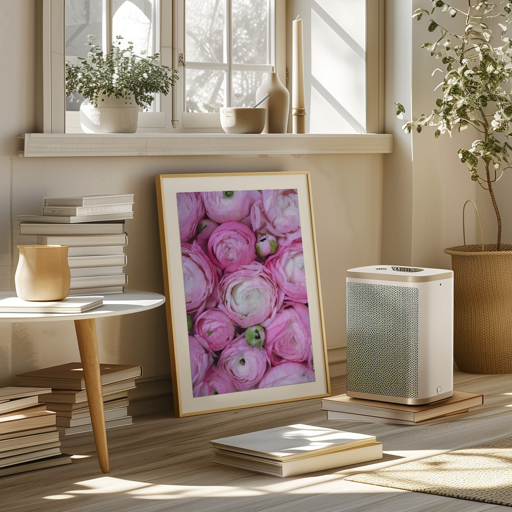 Pink ranunculus Poster